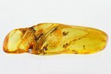 Detailed Fossil Leaf in Baltic Amber #278751-1
